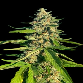 CBG Critical Mass > Bulk Seed Bank