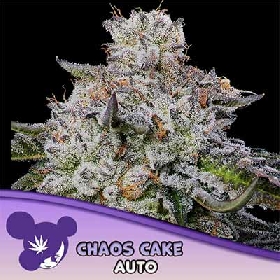 Auto Chaos Cake > Anesia Seeds