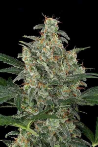 Cheese Autoflowering > Dinafem Seeds