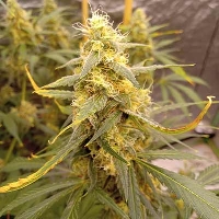 Cheese Ghost Train > Linda Seeds