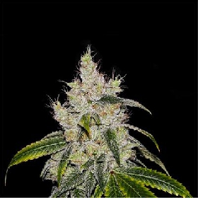 Chiquita Banana Auto > Philosopher Seeds