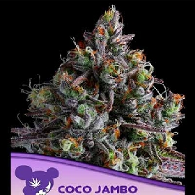 Coco Jambo > Anesia Seeds