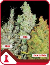 Colección 2 > Medical Seeds Co.