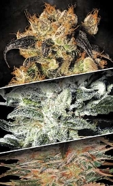 Collection Pack Indica Champions > Paradise Seeds