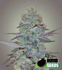 Cosmic Bomb Auto > Bomb Seeds