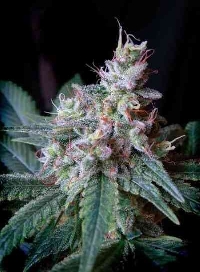 Cream Caramel F1 Fast Version > Sweet Seeds