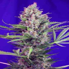 Cream Mandarine F1 Fast Version > Sweet Seeds