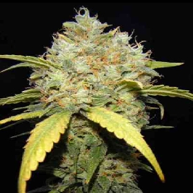 Critical Ganja > Makka Seeds