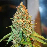 Critical Kali Mist > Delicious Seeds