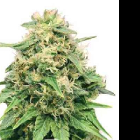 Critical > Royal Queen Seeds