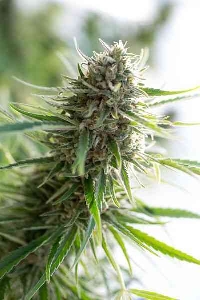 Critical Mass CBD > Dinafem Seeds