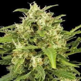 Critical Mass > Linda Seeds