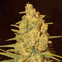 Critical Sensi Star > Delicious Seeds