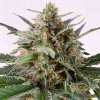 Critical+ Automatic > Dinafem Seeds