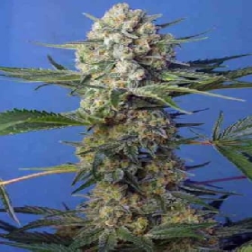 Crystal Candy F1 Fast Version > Sweet Seeds