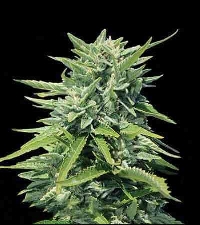 Crystal Queen > Vision Seeds