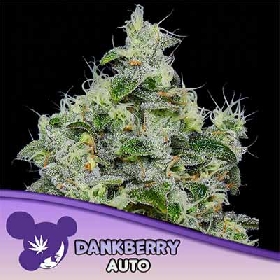 Auto Dankberry > Anesia Seeds