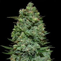 Dark Star x AK-49 > Vision Seeds