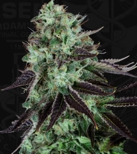 DarkStar > TH Seeds