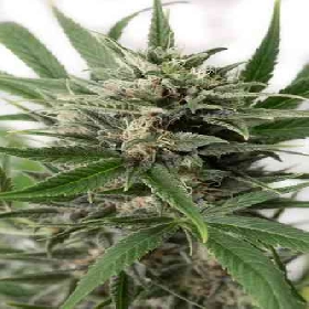 Blue Amnesia XXL Autoflowering > Dinafem Seeds