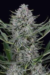 Cookies Autoflowering > Dinafem