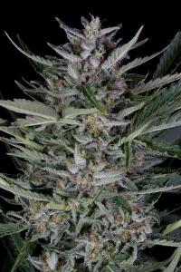 Gorilla Autoflowering > Dinafem