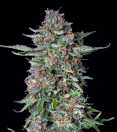 Auto Do-Si-Dos > Royal Queen Seeds