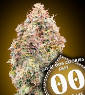 Do Si Dos Cookies Fast > 00 Seeds Bank