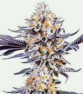 Do Si Dos > Linda Seeds