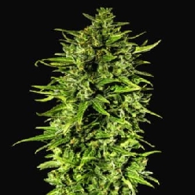 Dr Hypno CBD Auto > Hypno Seeds