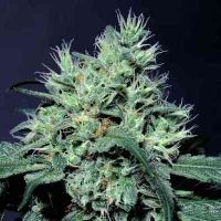 Dutch Dragon > Paradise Seeds