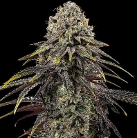 Dynamite Diesel > Royal Queen Seeds