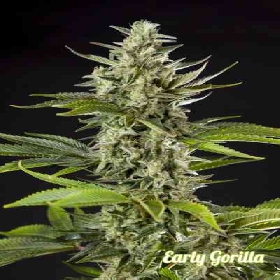 Early Gorilla > Philosopher Seeds