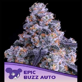 Epic Buzz Auto > Anesia Seeds