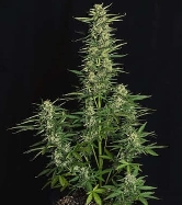 Auto Epsilon F1 > Royal Queen Seeds