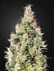 Exodus Cheese Automatic CBD > Green House Seed Company