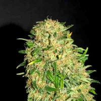 Gypsy Kush > Kannabia Seeds