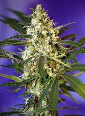 Fast Bud #2 Auto > Sweet Seeds