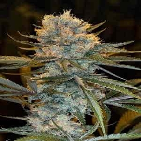 Fast Old School Skunk 2.0 > LaMota Seeds