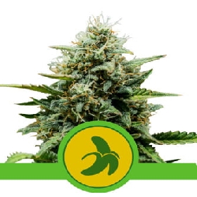 Fat Banana Automatic > Royal Queen Seeds