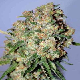 Feminized Collection #2 > Advanced Seeds