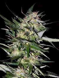 Feminized Collection #4 > Advanced Seeds