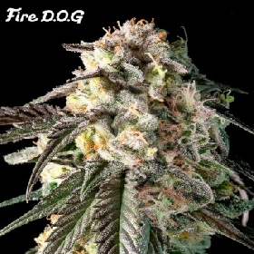 Fire DOG > Advanced Seeds