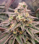 Forbidden Fruit Fast Flowering > Humboldt Seed Organisation