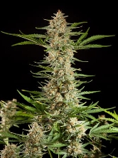 Fraggle Skunk Auto > Philosopher Seeds