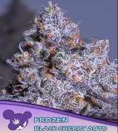 Frozen Black Cherry Auto > Anesia Seeds