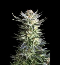 Fruit Spirit > Royal Queen Seeds