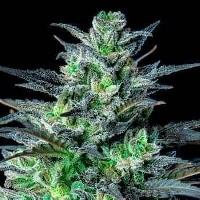 Future #1 > Anesia Seeds