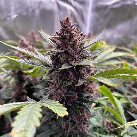 Gartenglück (F1 Fast Flowering) > Linda Seeds