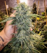 Geist OG Fast Flowering > Humboldt Seed Organisation